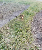 All shots done / Balto Husky, a male Chihuahua for sale in Houston, TX – Photo 7 of 10