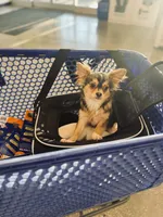 All shots done / Balto Husky, a male Chihuahua for sale in Houston, TX – Photo 8 of 10