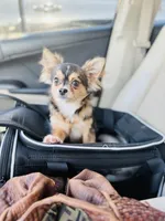 All shots done / Balto Husky, a male Chihuahua for sale in Houston, TX – Photo 6 of 10