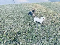 All shots done / Balto Husky, a male Chihuahua for sale in Houston, TX – Photo 5 of 10