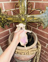 Buttercup Teacup Small Apple head , a female Chihuahua for sale in Houston, TX – 5 of 9