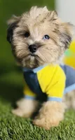 Teddy (chocolate merle).  Blue Eyes , a male Maltese and Poodle - Toy  for sale in Houston, TX – 7 of 10