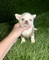 Kilo , a male Chihuahua for sale in Houston, TX – 4 of 8