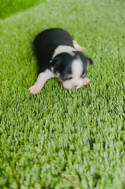 Pedro Tri colored Gorgeous! , a male Chihuahua for sale in Houston, TX – 10 of 10