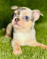 Bubbles blue merle blue eye, a female Chihuahua for sale in Houston, TX – 8 of 10