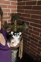 Blue Berry Puptart, a male Chihuahua for sale in Houston, TX – 7 of 10