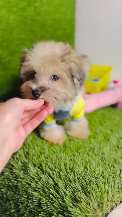 Teddy (chocolate merle).  Blue Eyes , a male Maltese and Poodle - Toy  for sale in Houston, TX – 10 of 10