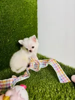DASH  *NEW video updated 6/19/26, a female Chihuahua for sale in Houston, TX – 8 of 10