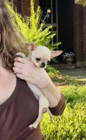 Buttercup Small Apple head , a female Chihuahua for sale in Houston, TX – 7 of 10