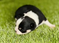 Pedro Tri colored Gorgeous! , a male Chihuahua for sale in Houston, TX – 5 of 10