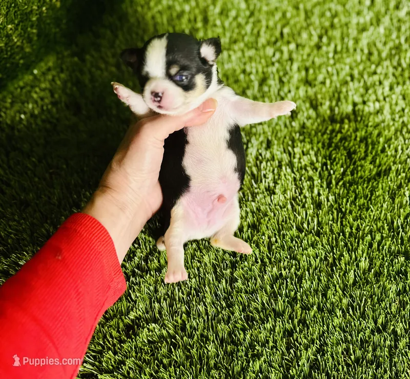Pedro Tri colored Gorgeous!  – Chihuahua puppy for sale in Houston, TX