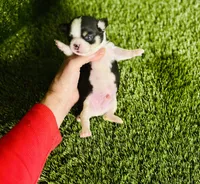 Pedro Tri colored Gorgeous! , a male Chihuahua for sale in Houston, TX – 1 of 10