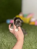 AKC   B-U-G-A-T-T-I, a male Chihuahua for sale in Houston, TX – 2 of 10