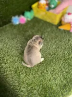 AKC PEBBLES, a female Chihuahua for sale in Houston, TX – 9 of 10