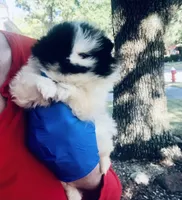 Unique Phantom  OMG LOOK Micro Teacup, a female Pomeranian for sale in Houston, TX – 1 of 8