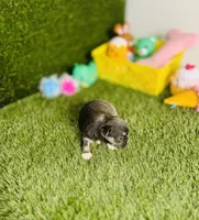 AKC   B-U-G-A-T-T-I, a male Chihuahua for sale in Houston, TX – 7 of 10