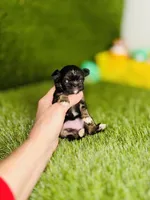 AKC Pocket Teacup Hello Kitty , a female Chihuahua for sale in Houston, TX – 3 of 10
