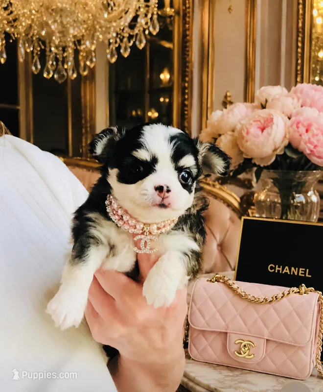 Birkin  – Chihuahua puppy for sale in Houston, TX