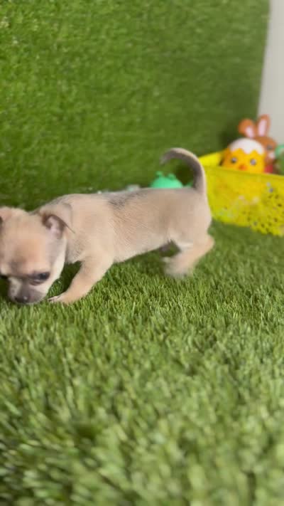 MudPie, a male Chihuahua for sale in Houston, TX – 10 of 10
