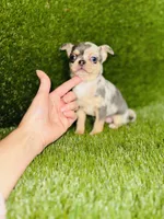 Bubbles blue merle blue eye, a female Chihuahua for sale in Houston, TX – 4 of 10