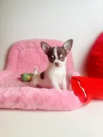 Teacup Dubai, a male Chihuahua for sale in Houston, TX – Photo 8 of 9