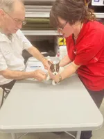 Teacup Dubai, a male Chihuahua for sale in Houston, TX – Photo 2 of 9