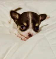 Teacup Dubai, a male Chihuahua for sale in Houston, TX – Photo 3 of 7