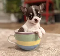 Teacup Dubai, a male Chihuahua for sale in Houston, TX – Photo 6 of 7