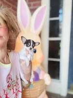 Teacup Dubai, a male Chihuahua for sale in Houston, TX – Photo 4 of 9