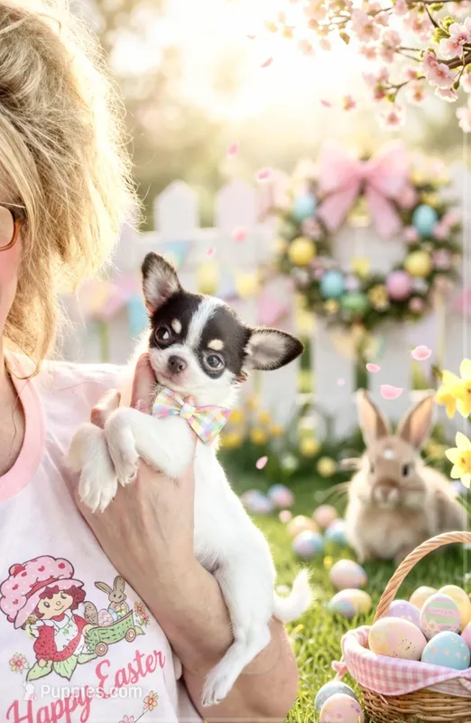 Teacup Dubai – Chihuahua puppy for sale in Houston, TX