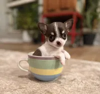 Teacup Dubai, a male Chihuahua for sale in Houston, TX – Photo 1 of 7