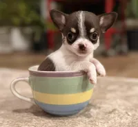 Teacup Dubai, a male Chihuahua for sale in Houston, TX – Photo 5 of 7