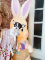 Teacup Dubai, a male Chihuahua for sale in Houston, TX – Photo 6 of 9