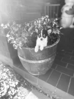 Teacup Dubai, a male Chihuahua for sale in Houston, TX – Photo 9 of 9