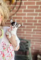 Teacup Dubai, a male Chihuahua for sale in Houston, TX – Photo 7 of 9