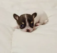 Teacup Dubai, a male Chihuahua for sale in Houston, TX – Photo 4 of 7