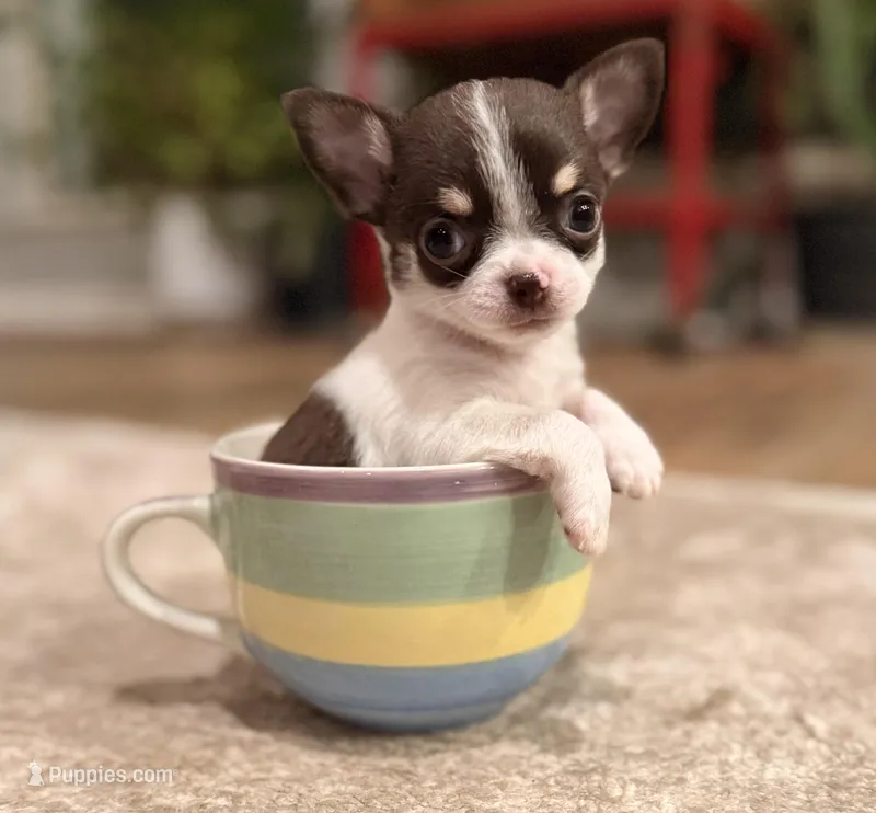 Teacup Dubai – Chihuahua puppy for sale in Houston, TX