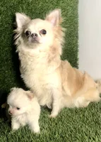 Cloud NINE , a male Chihuahua for sale in Houston, TX – 3 of 10