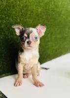 REY Rain Drop blue merle blue eye, a female Chihuahua for sale in Houston, TX – 5 of 10