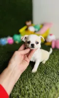 Opal, a female Chihuahua for sale in Houston, TX – 4 of 8
