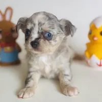 Picasso Mystic Mazey, a female Chihuahua for sale in Houston, TX – Photo 5 of 9