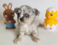 Picasso Mystic Mazey, a female Chihuahua for sale in Houston, TX – Photo 5 of 9