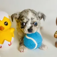 Picasso Mystic Mazey, a female Chihuahua for sale in Houston, TX – Photo 7 of 9