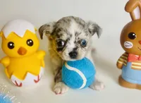 Picasso Mystic Mazey, a female Chihuahua for sale in Houston, TX – Photo 7 of 9