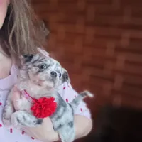 Picasso Mystic Mazey, a female Chihuahua for sale in Houston, TX – Photo 2 of 9