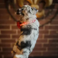 Picasso Mystic Mazey, a female Chihuahua for sale in Houston, TX – Photo 3 of 9