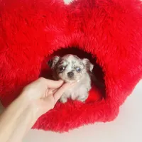 Picasso Mystic Mazey, a female Chihuahua for sale in Houston, TX – Photo 9 of 9