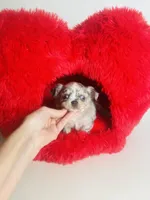 Picasso Mystic Mazey, a female Chihuahua for sale in Houston, TX – Photo 9 of 9