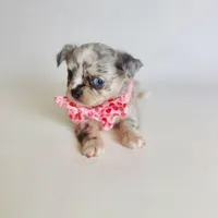 Picasso Mystic Mazey, a female Chihuahua for sale in Houston, TX – Photo 6 of 9