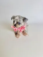 Picasso Mystic Mazey, a female Chihuahua for sale in Houston, TX – Photo 6 of 9